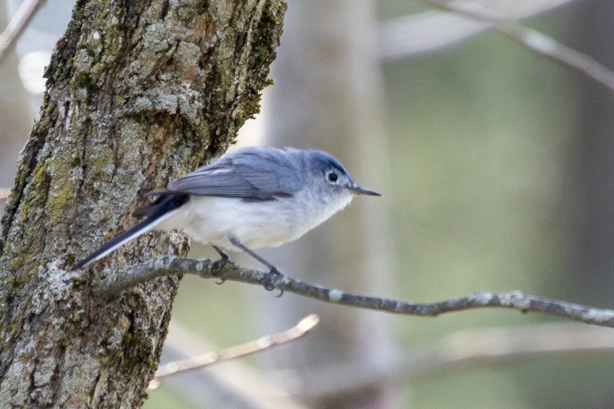 Blue-gray Gnatcatcher - ML634375140
