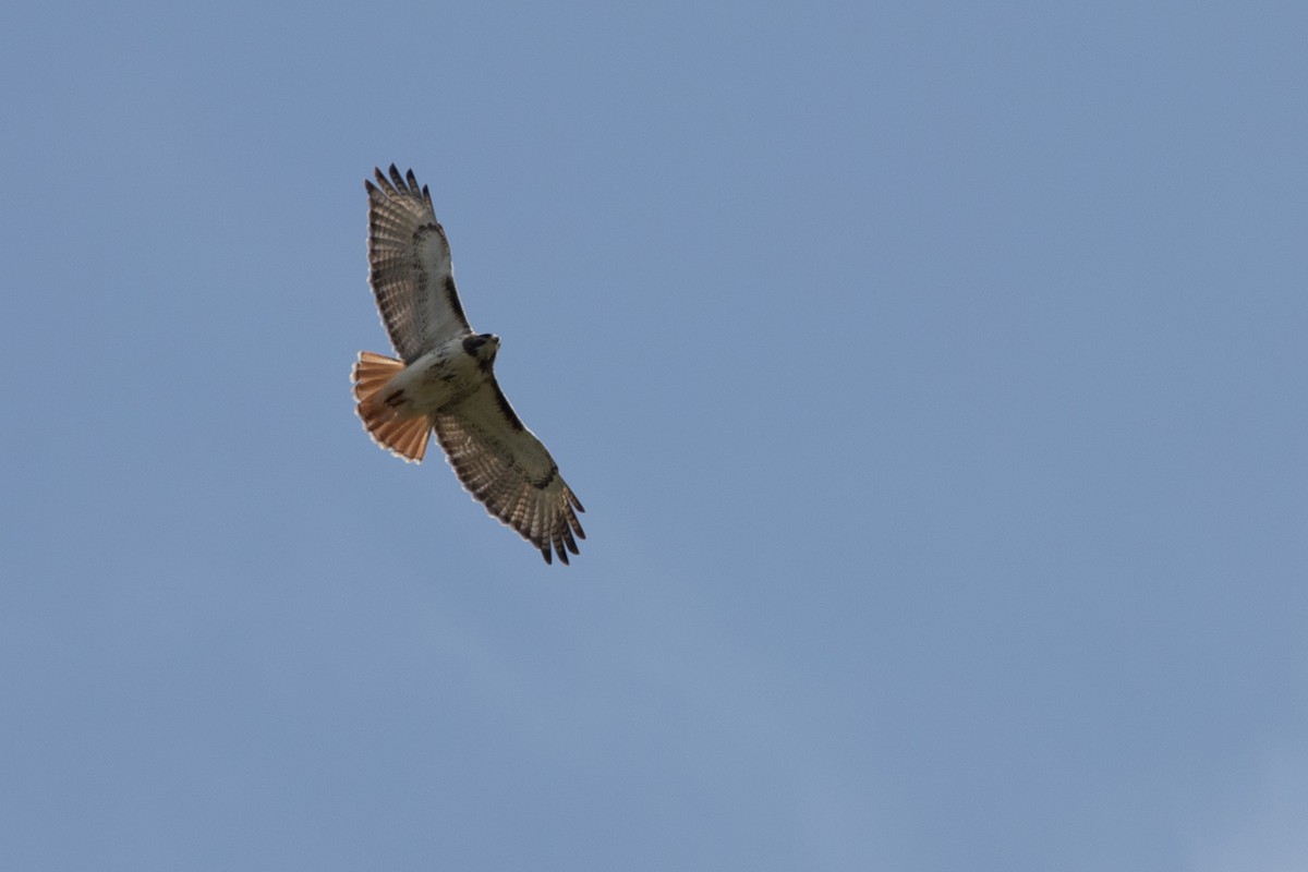Red-tailed Hawk - ML634375150