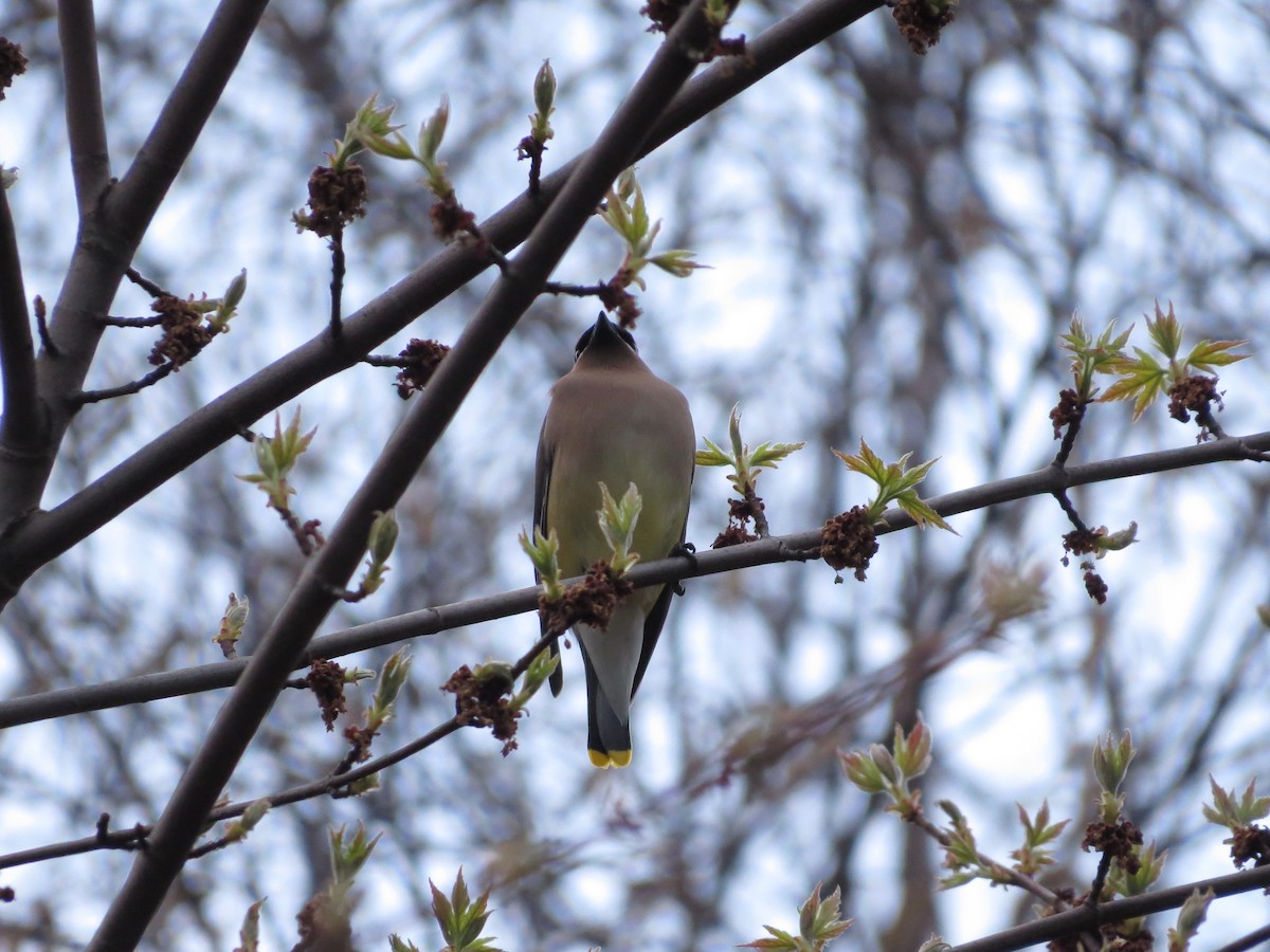 Cedar Waxwing - ML634375388