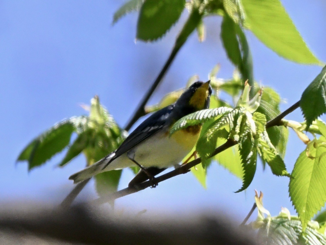 Northern Parula - ML634375411