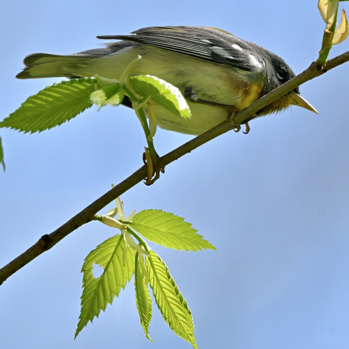 Northern Parula - ML634375414