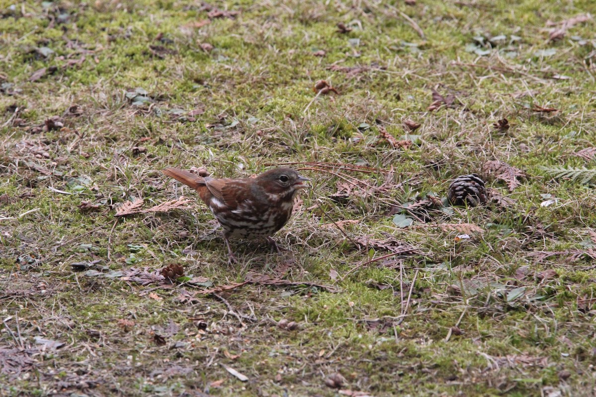 Fox Sparrow - ML634375789