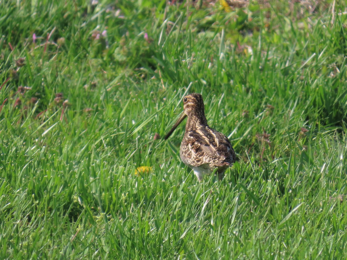 Wilson's Snipe - ML634375814