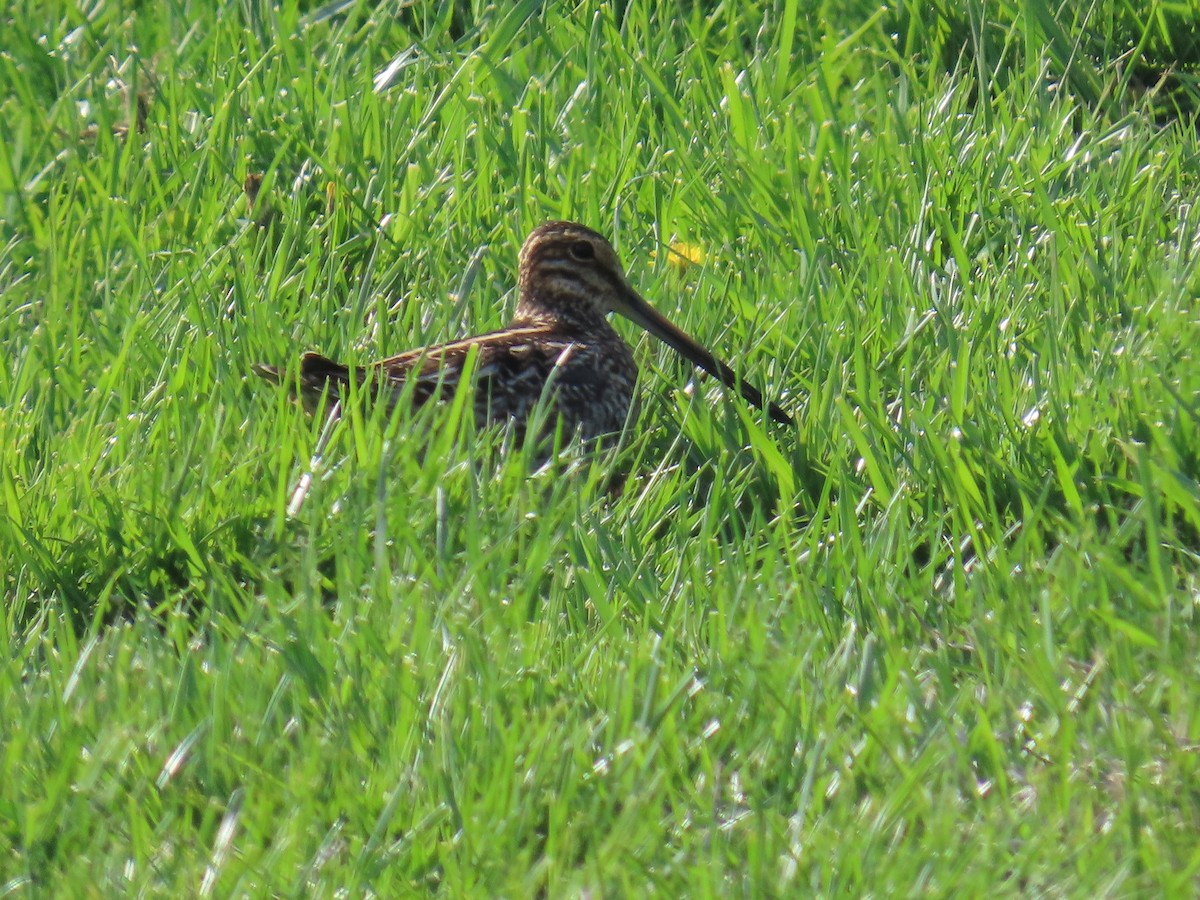 Wilson's Snipe - ML634375815