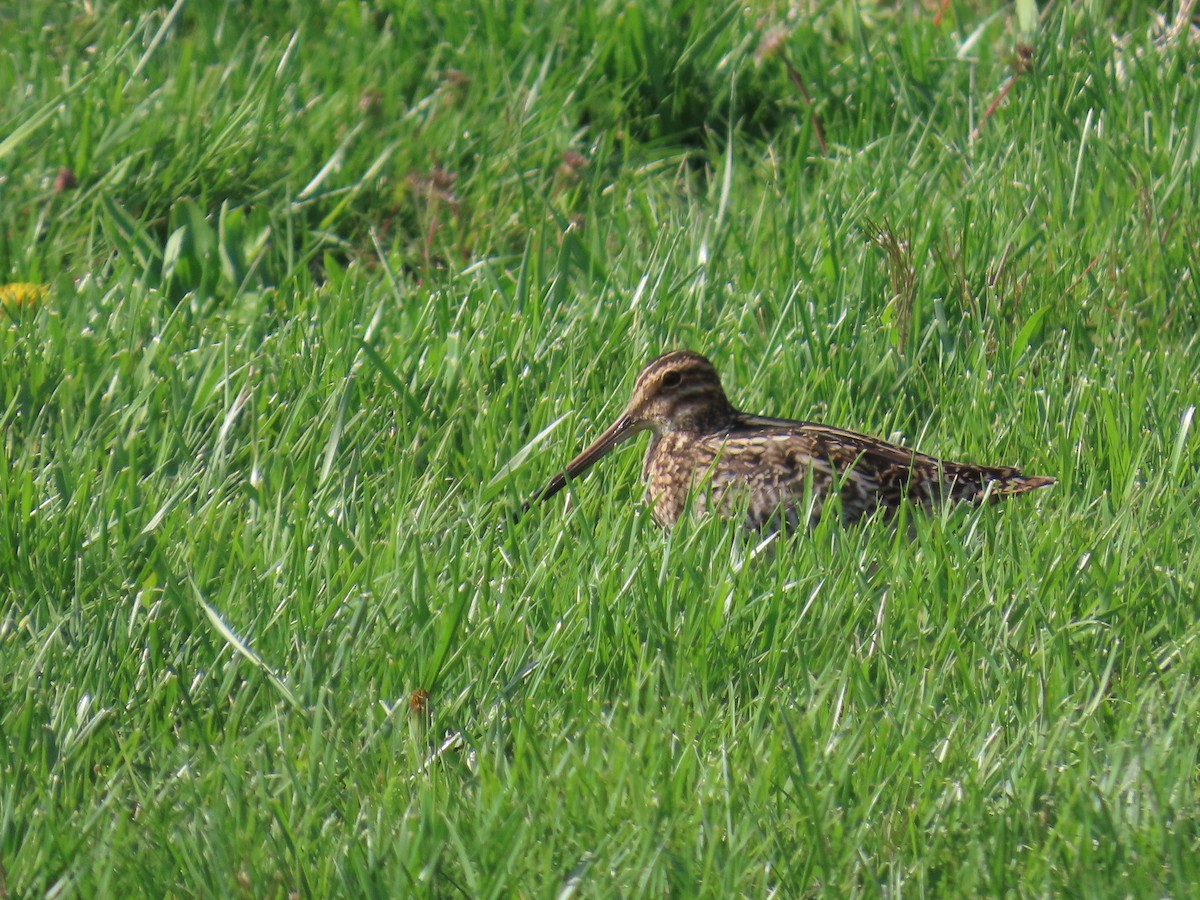 Wilson's Snipe - ML634375816