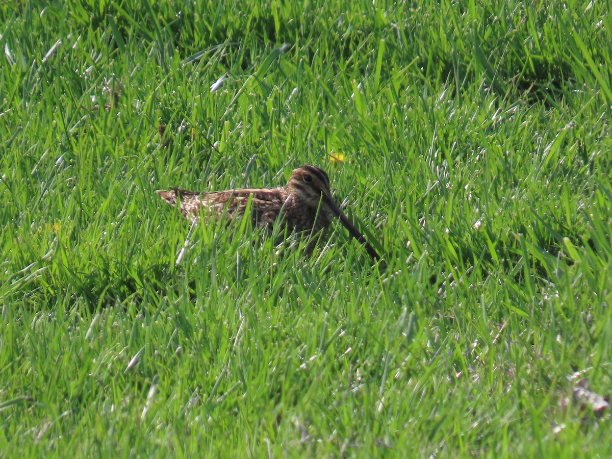 Wilson's Snipe - ML634375817