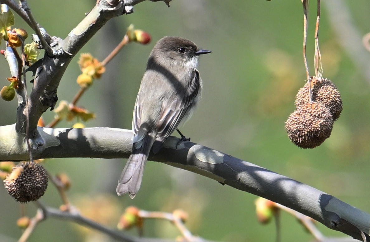 tyranovec domácí - ML634375911