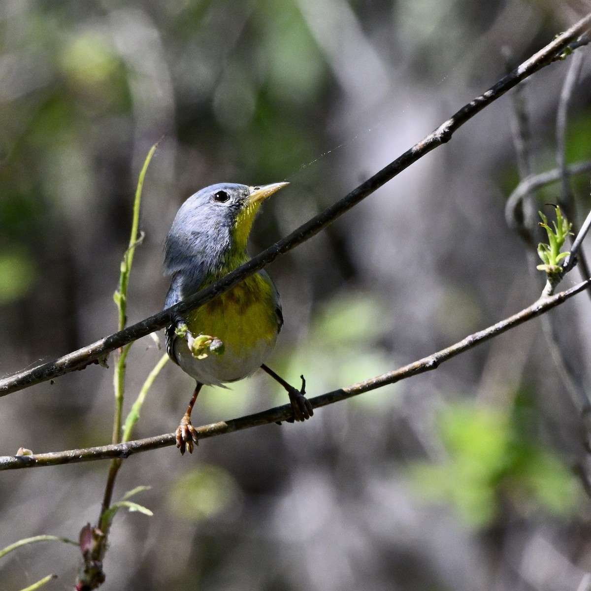 Northern Parula - ML634375958