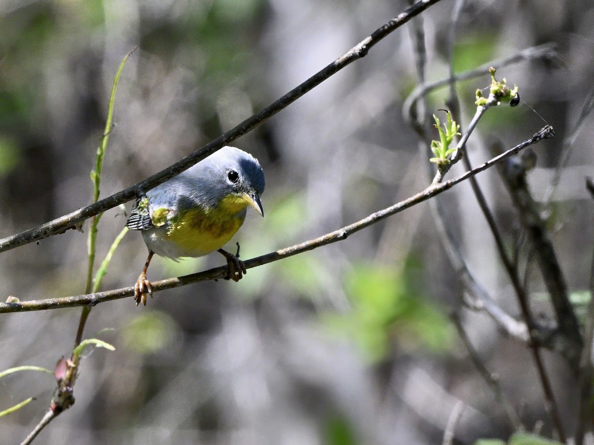 Northern Parula - ML634375964