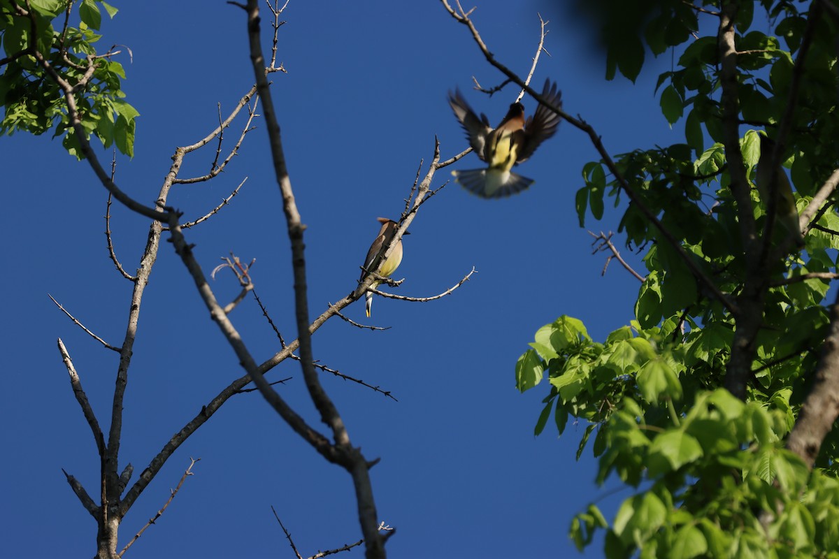 Cedar Waxwing - ML634376024