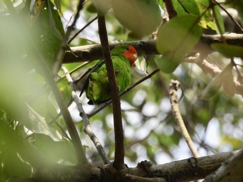 Red-headed Lovebird - ML634376112