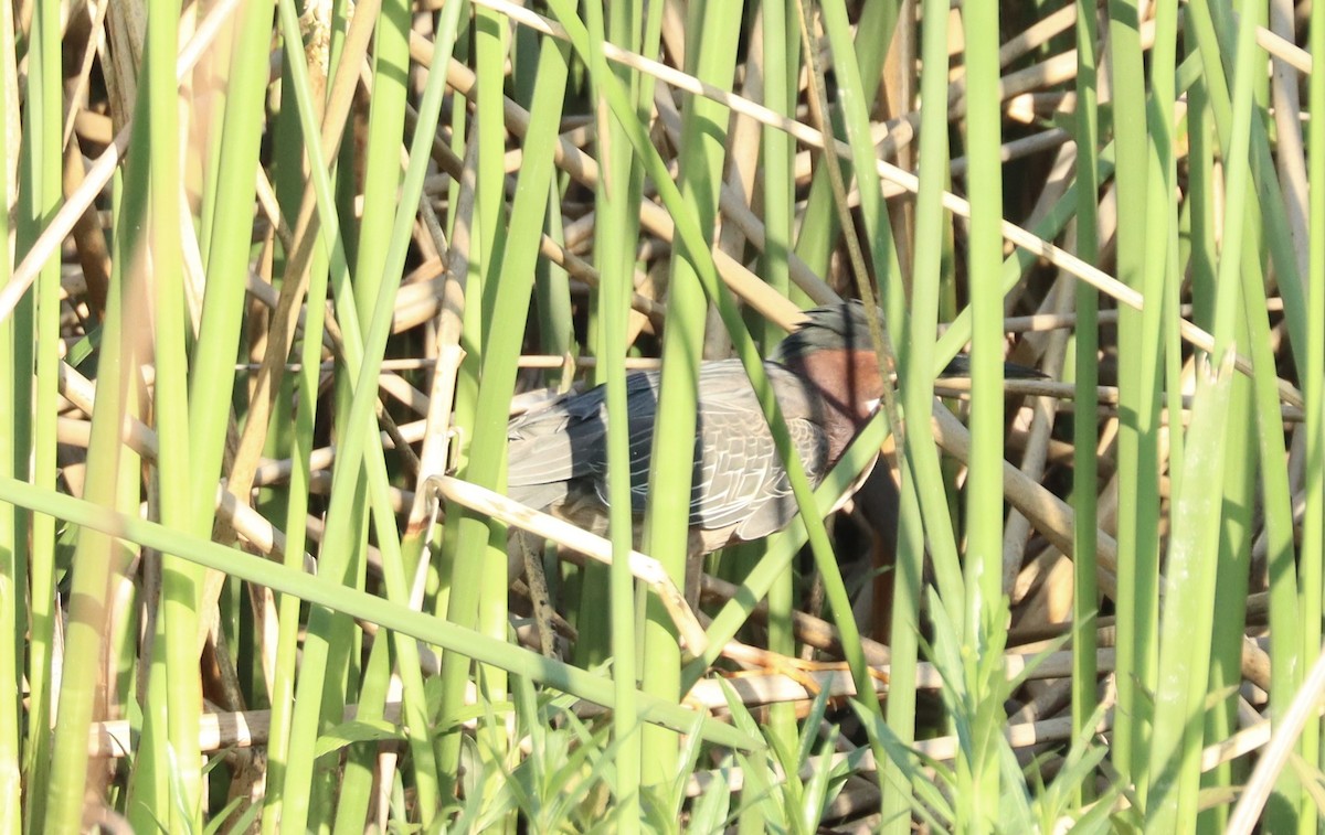 Green Heron - ML634376167