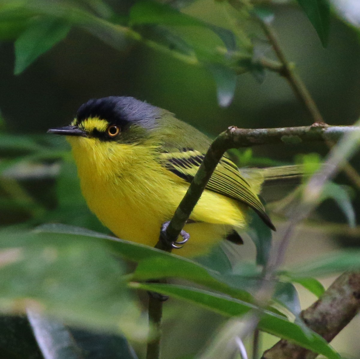 Gray-headed Tody-Flycatcher - ML634376215