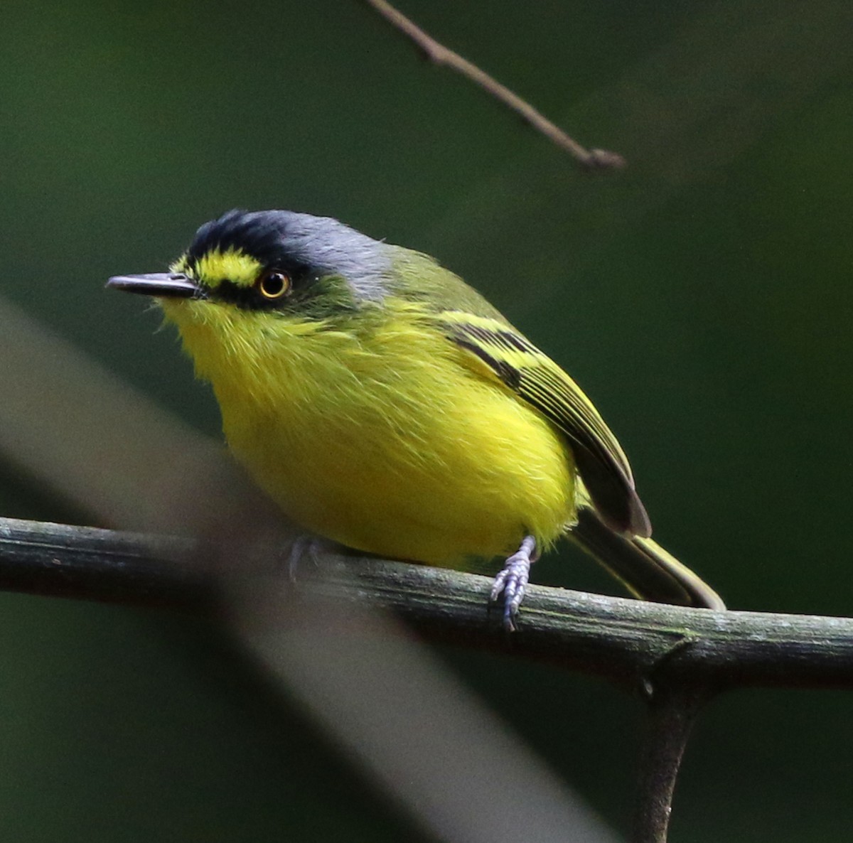 Gray-headed Tody-Flycatcher - ML634376216