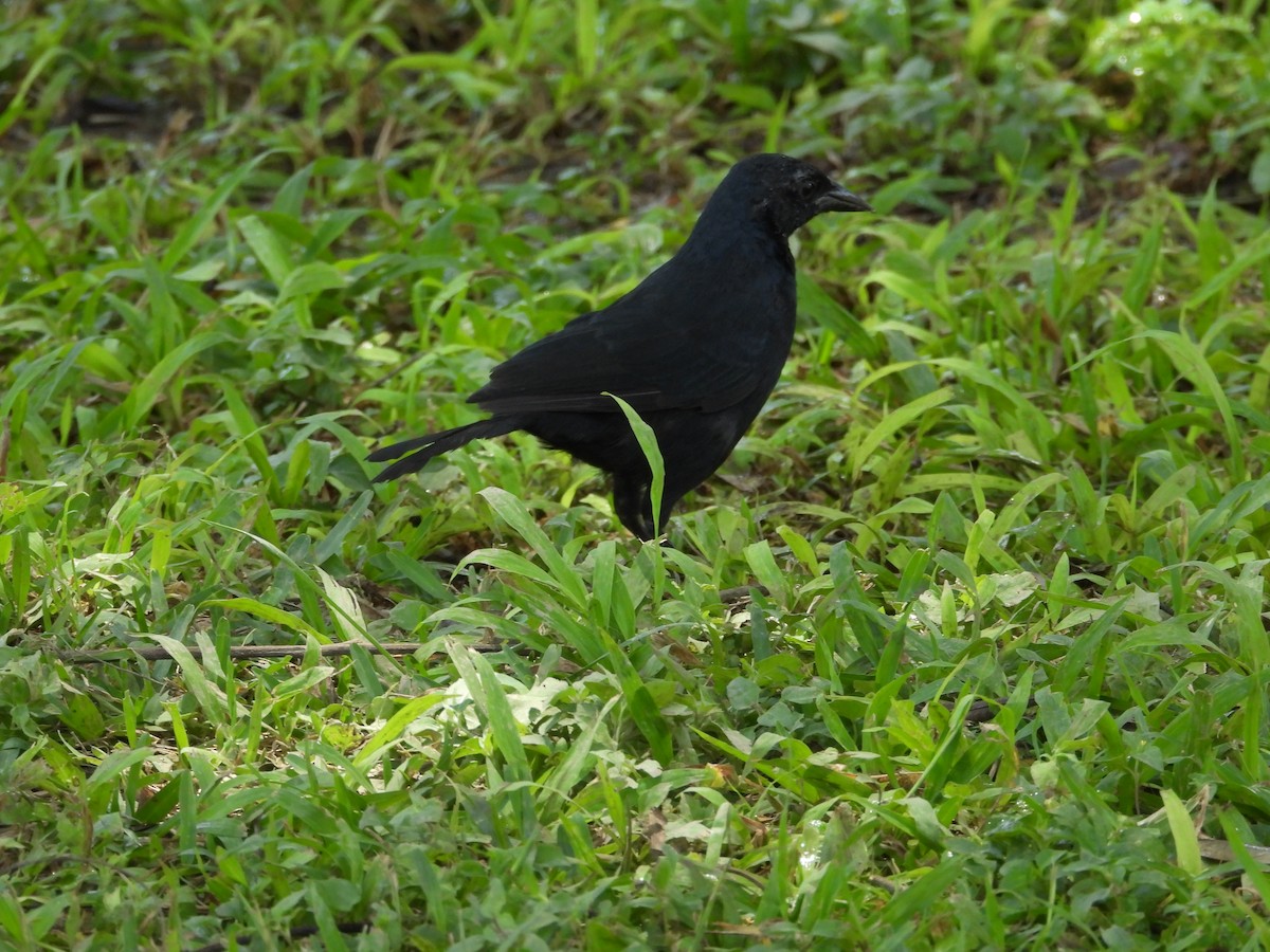 Scrub Blackbird - ML634376219