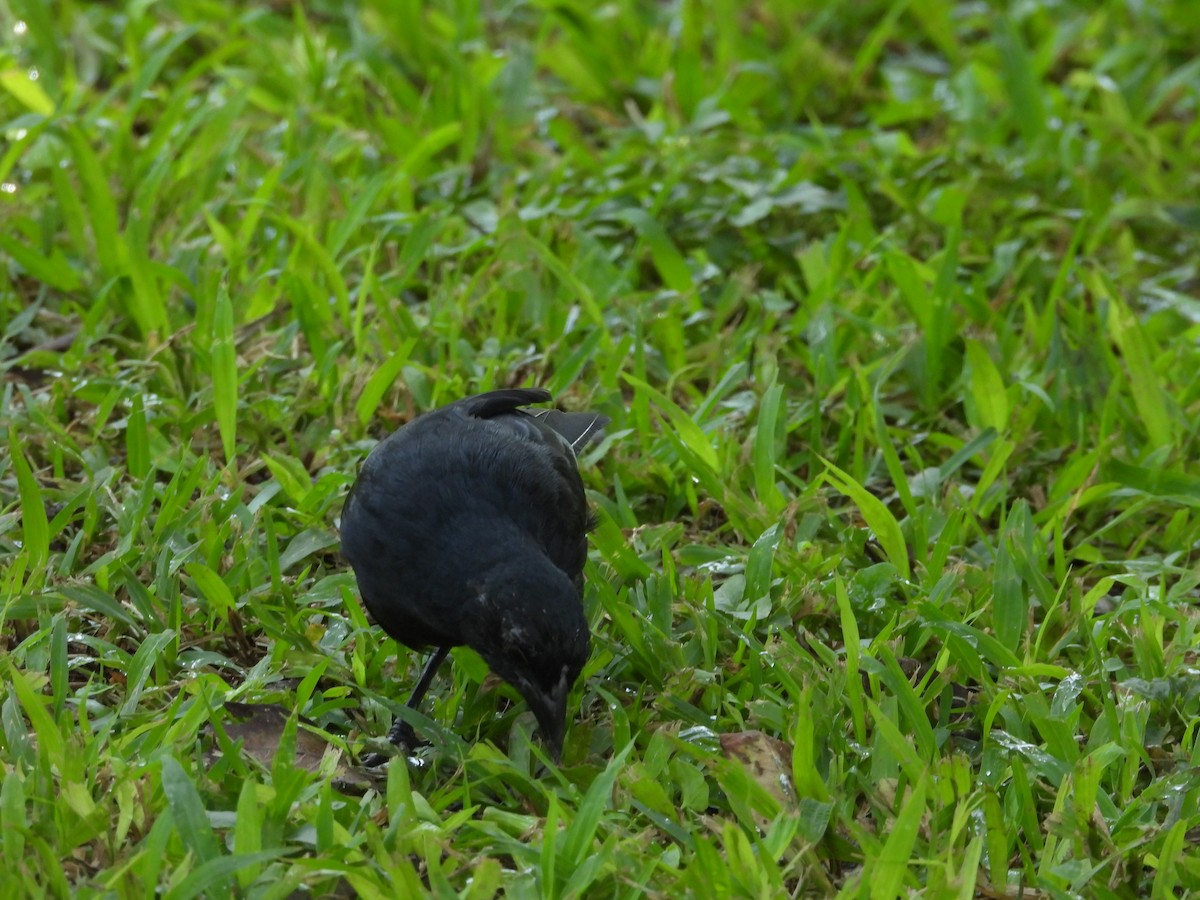 Scrub Blackbird - ML634376324