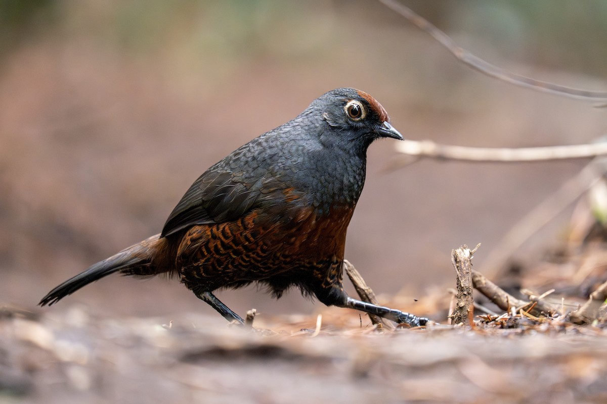 Black-throated Huet-huet - Esteban Landaeta