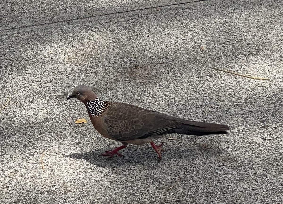 Spotted Dove - ML634376504