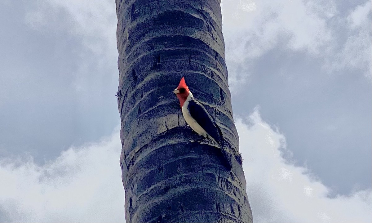 Red-crested Cardinal - ML634376519