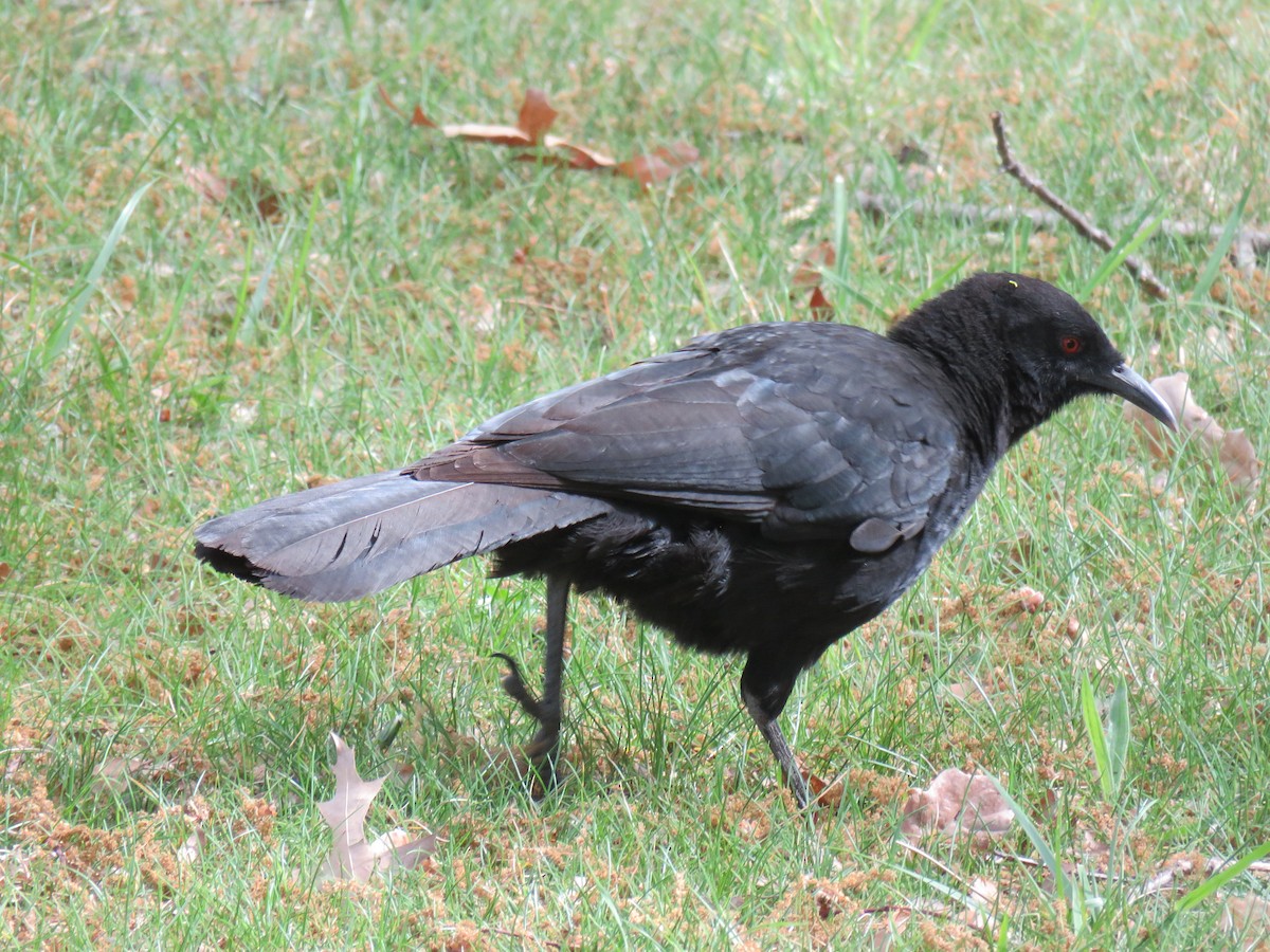 White-winged Chough - ML634376677