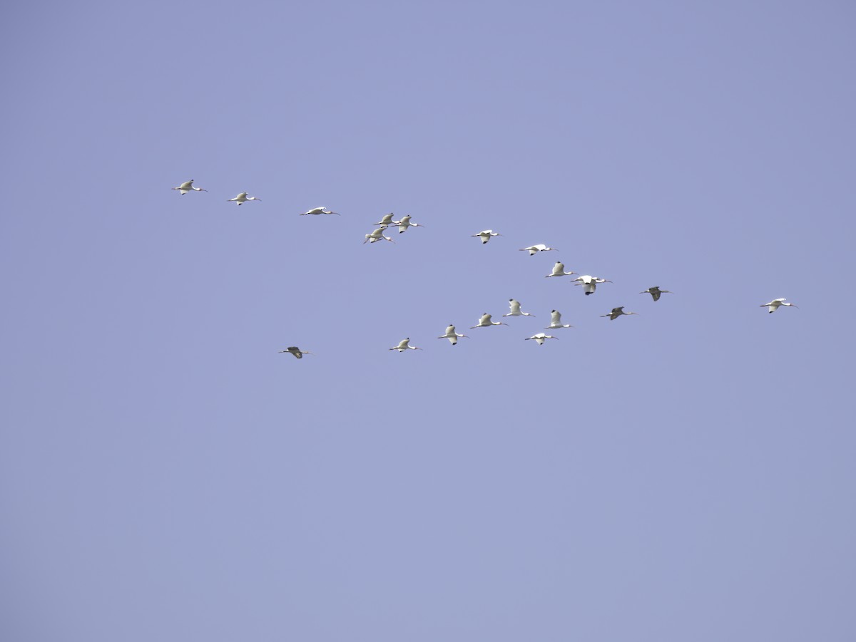 White Ibis - ML634376695