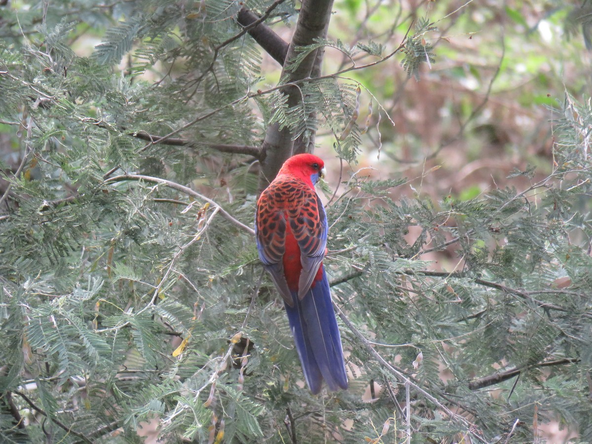 Crimson Rosella - ML634376700
