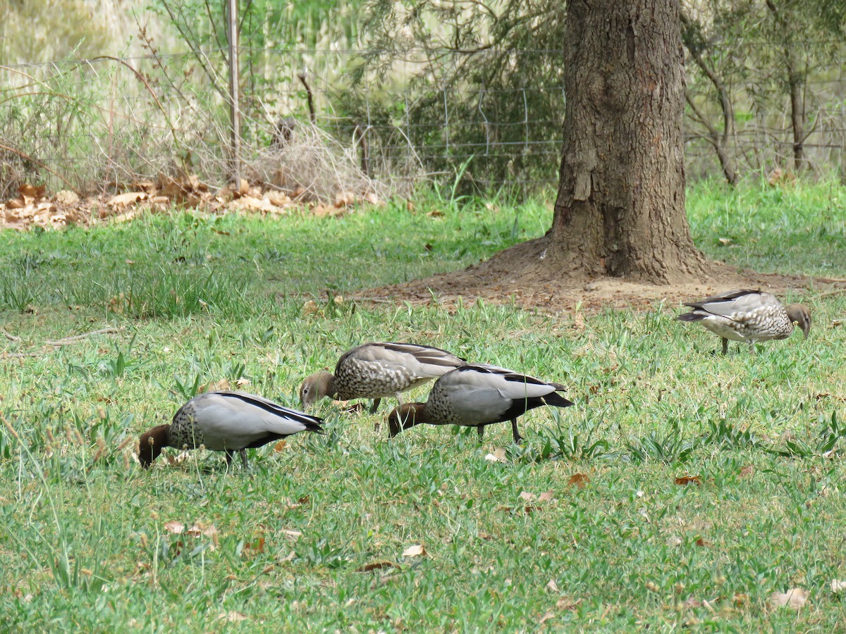Maned Duck - ML634376707