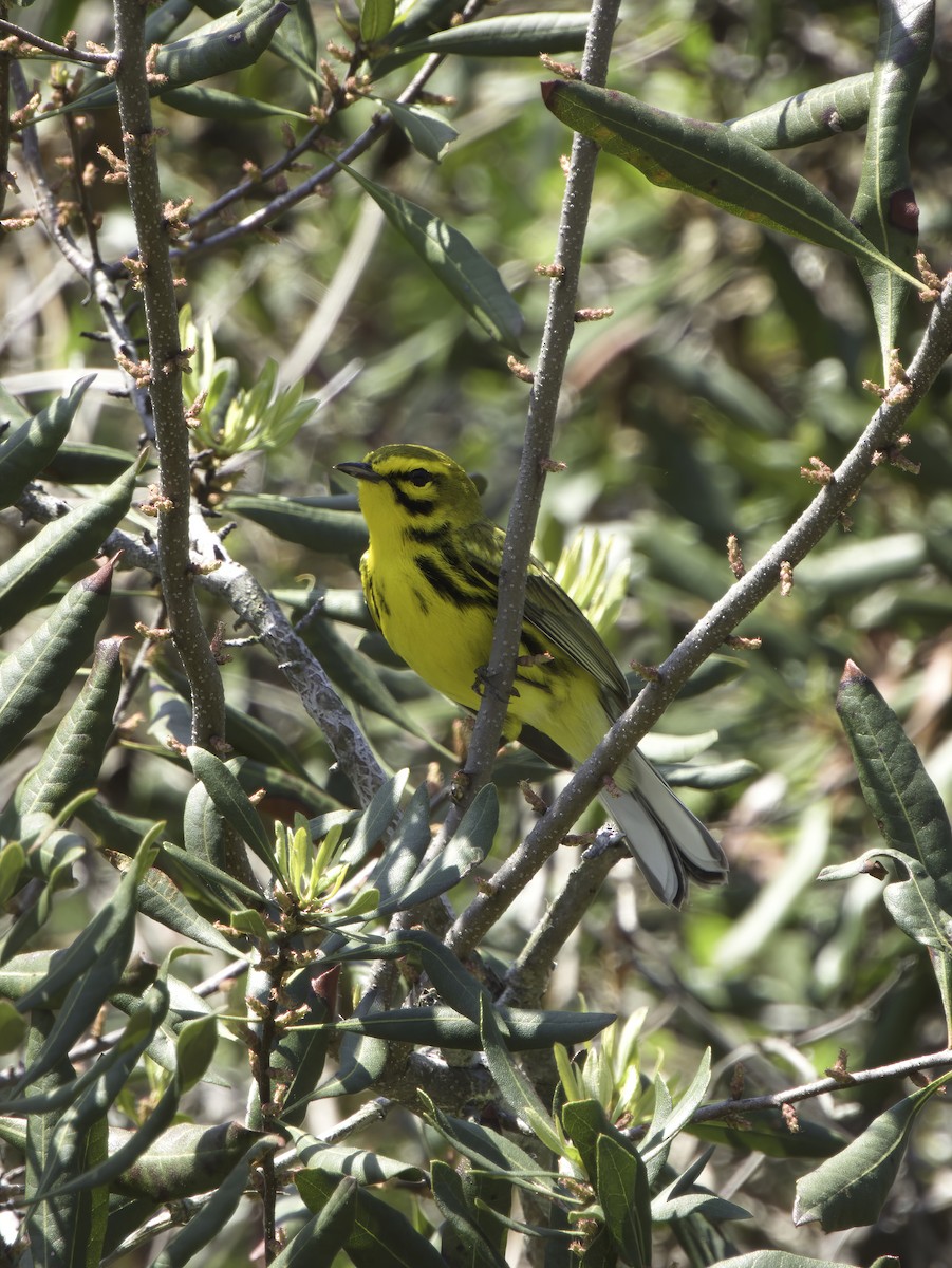 Prairie Warbler - ML634376710