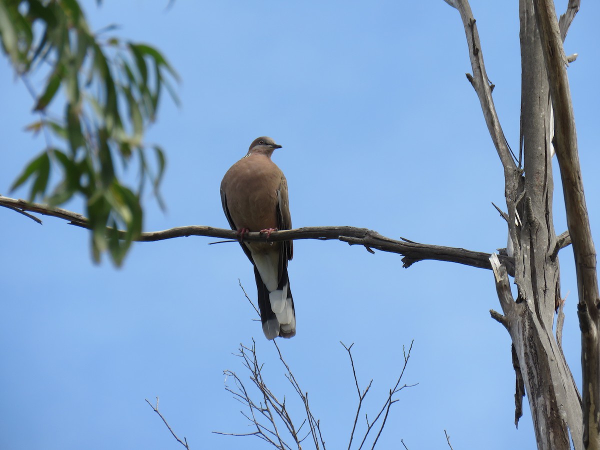 Spotted Dove - ML634376754
