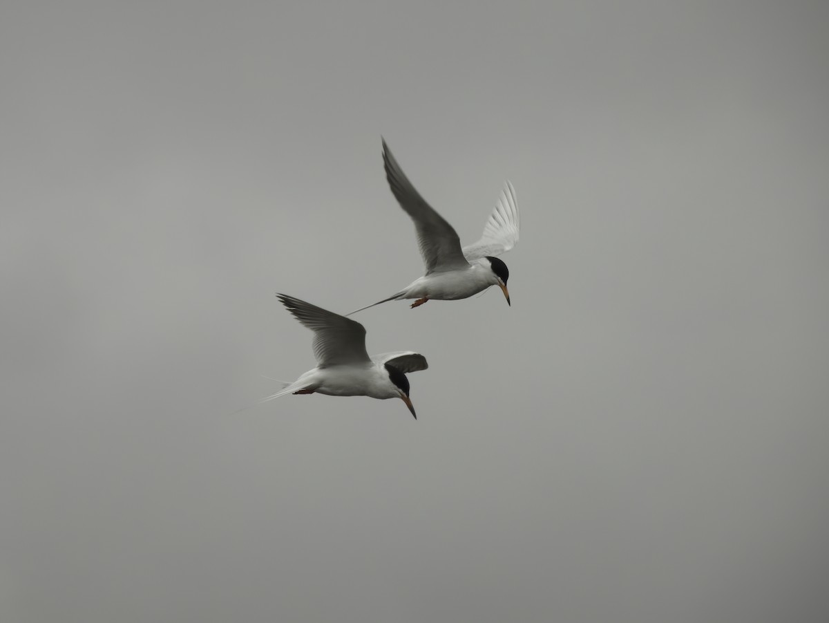 Forster's Tern - ML634376756