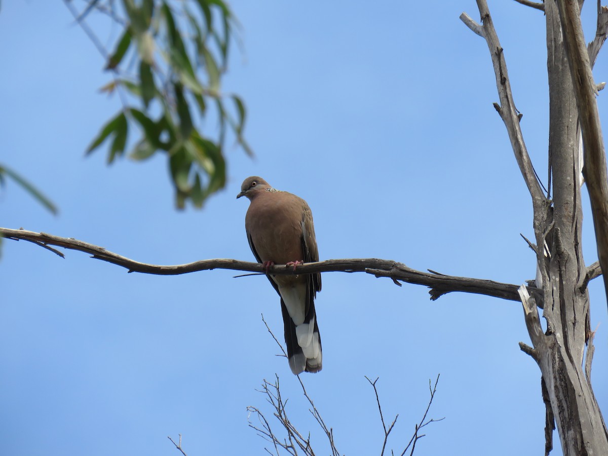 Spotted Dove - ML634376757