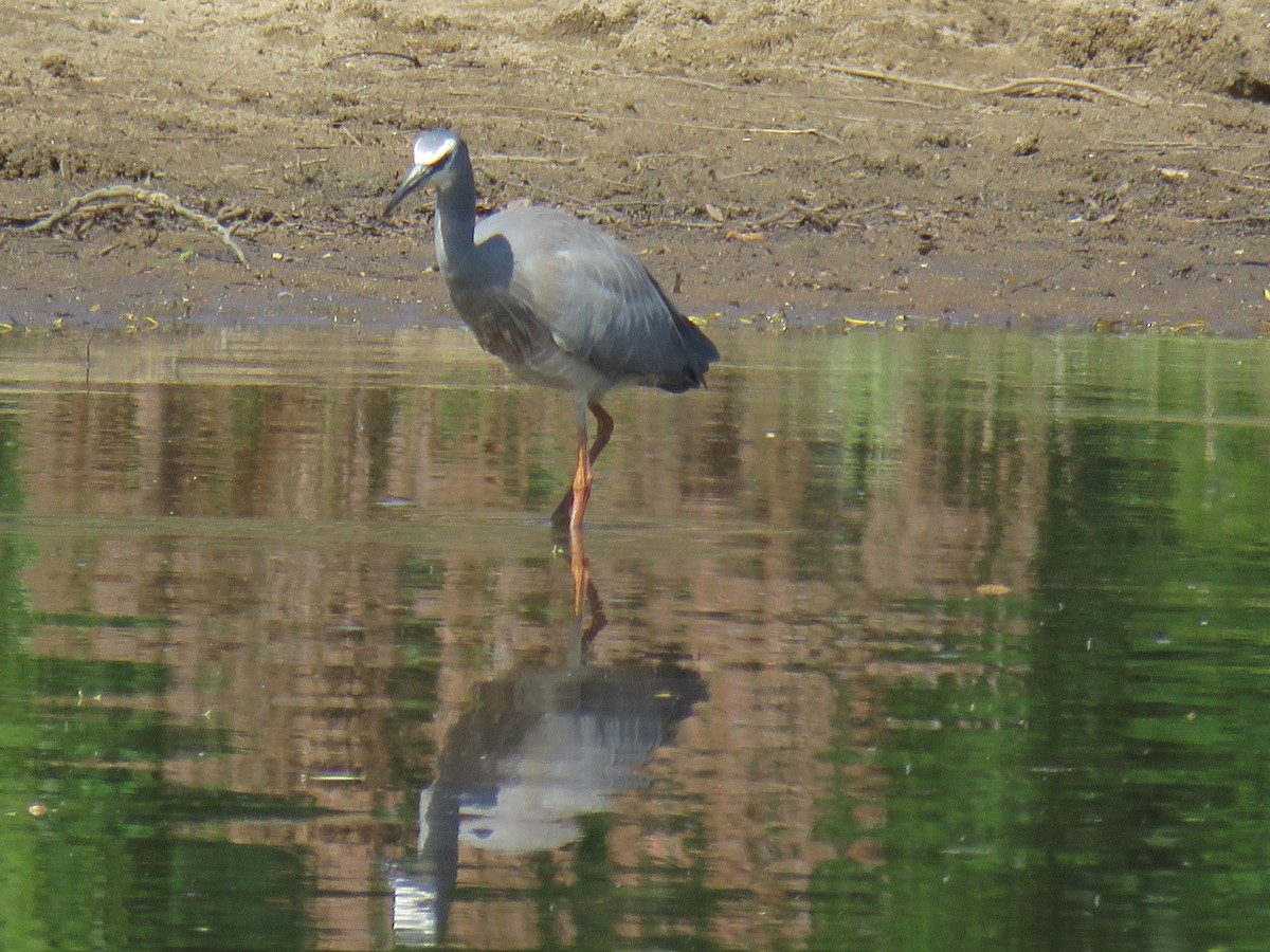 White-faced Heron - ML634376794