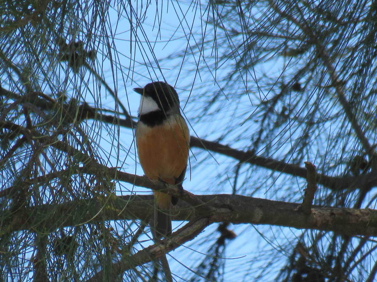 Australian Rufous Fantail - ML634376804