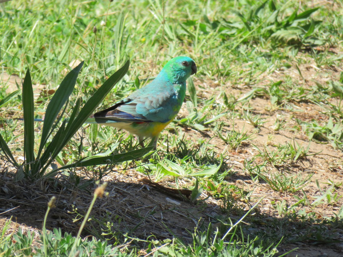 Red-rumped Parrot - ML634376875