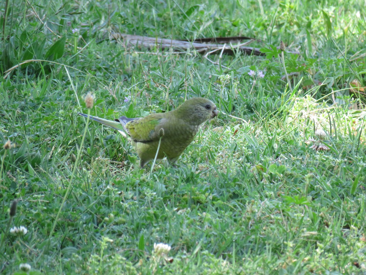 Red-rumped Parrot - ML634376878