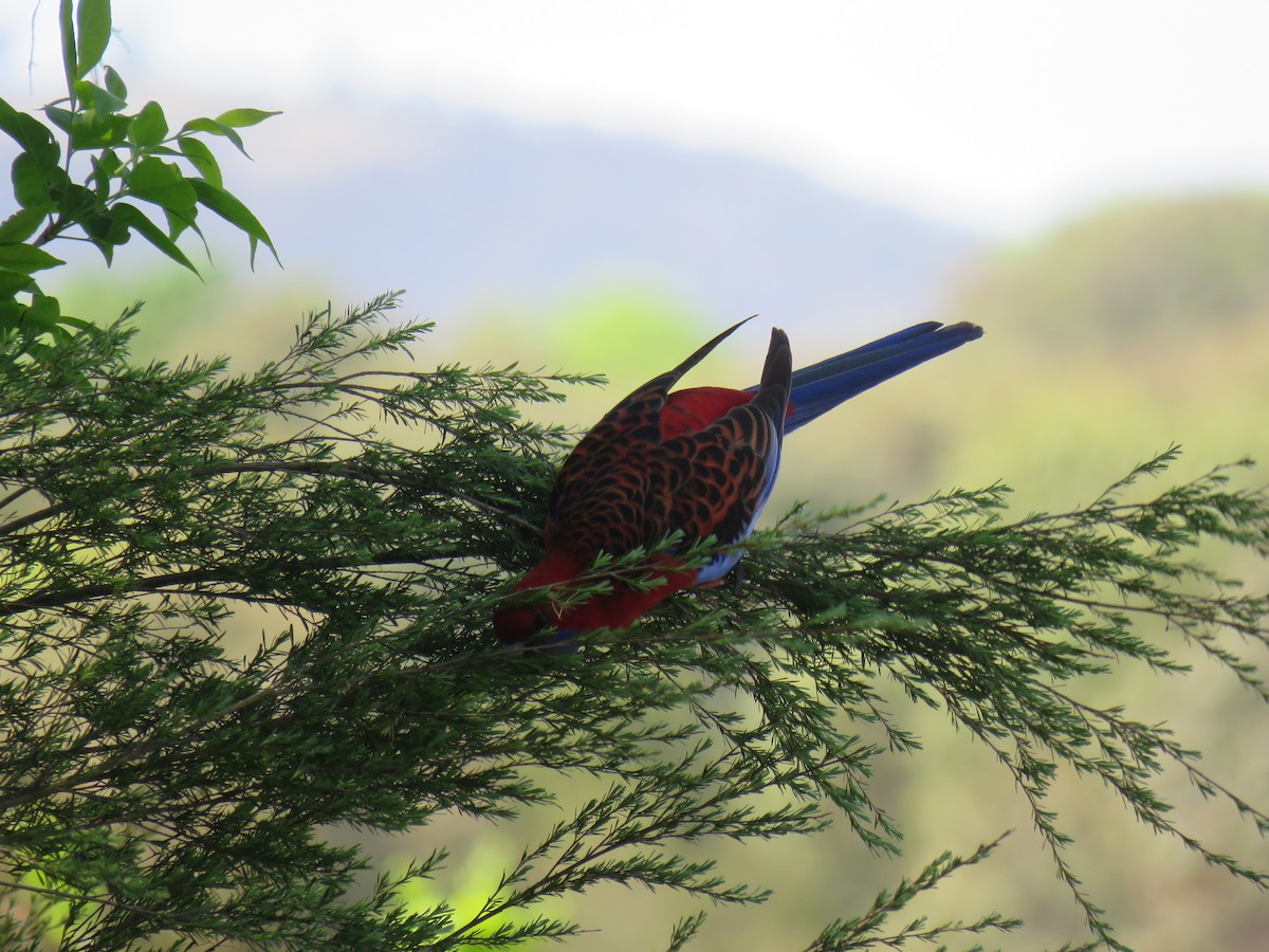 Crimson Rosella - ML634376887
