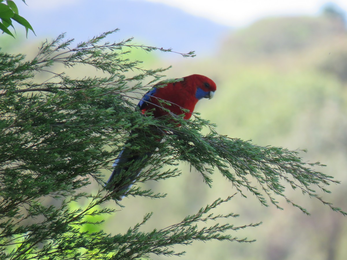 Crimson Rosella - ML634376892
