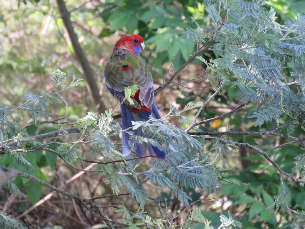 Crimson Rosella - ML634376912