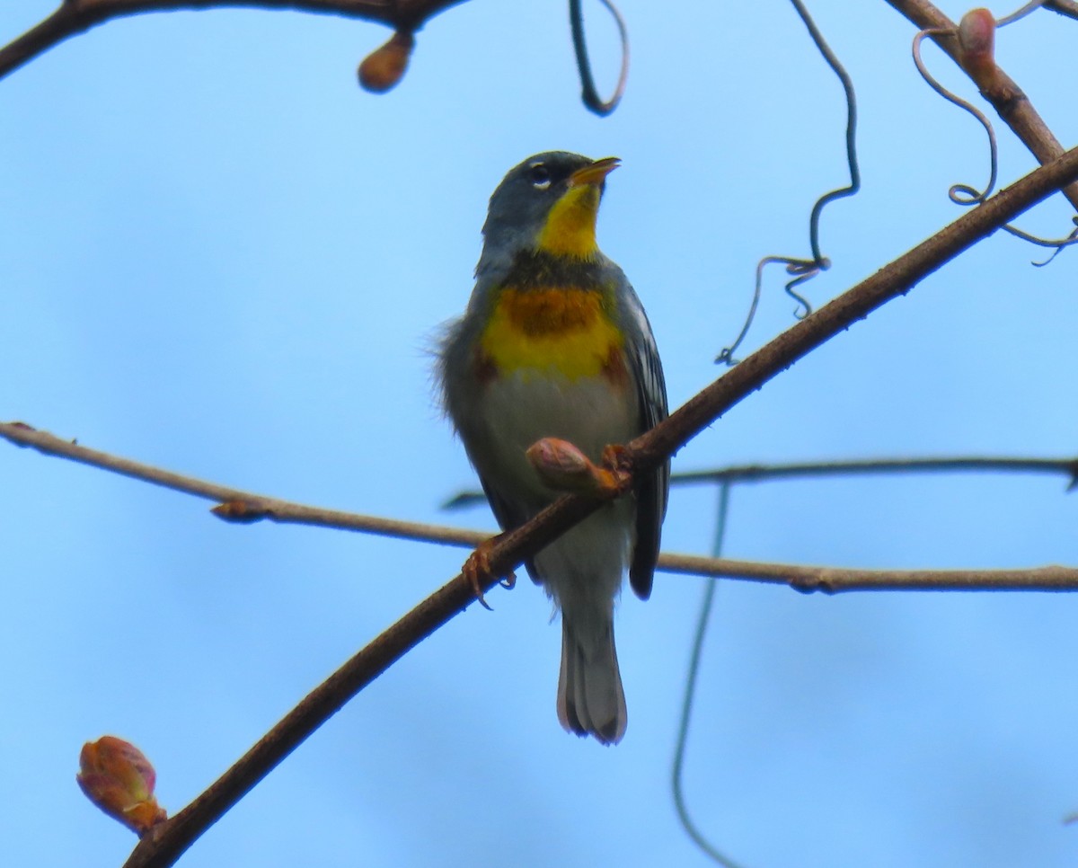 Northern Parula - ML634376963