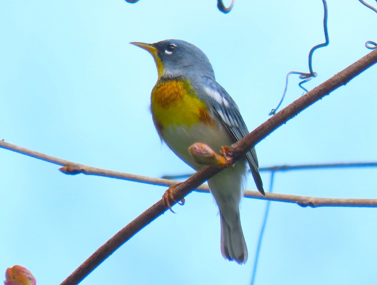 Northern Parula - ML634376965
