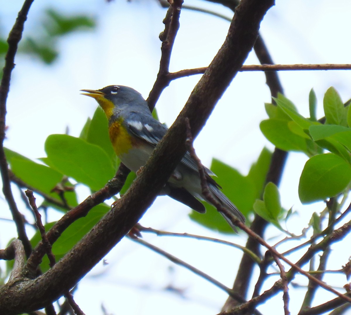 Northern Parula - ML634376968