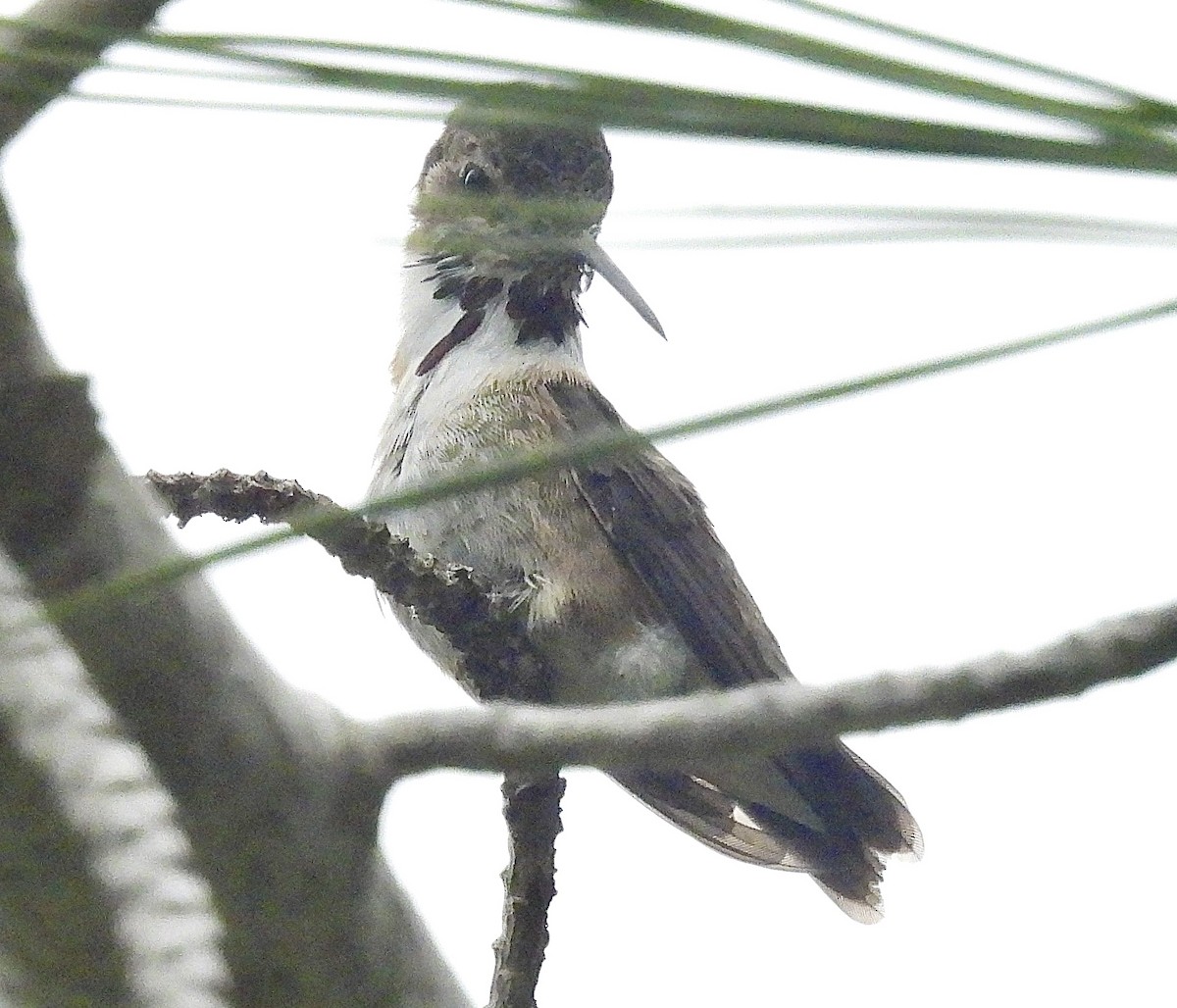 Calliope Hummingbird - ML634377069