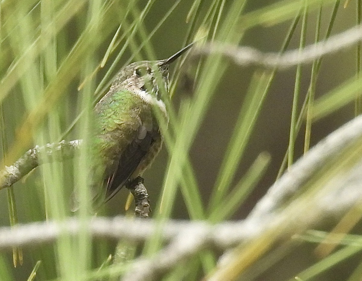 Calliope Hummingbird - ML634377070