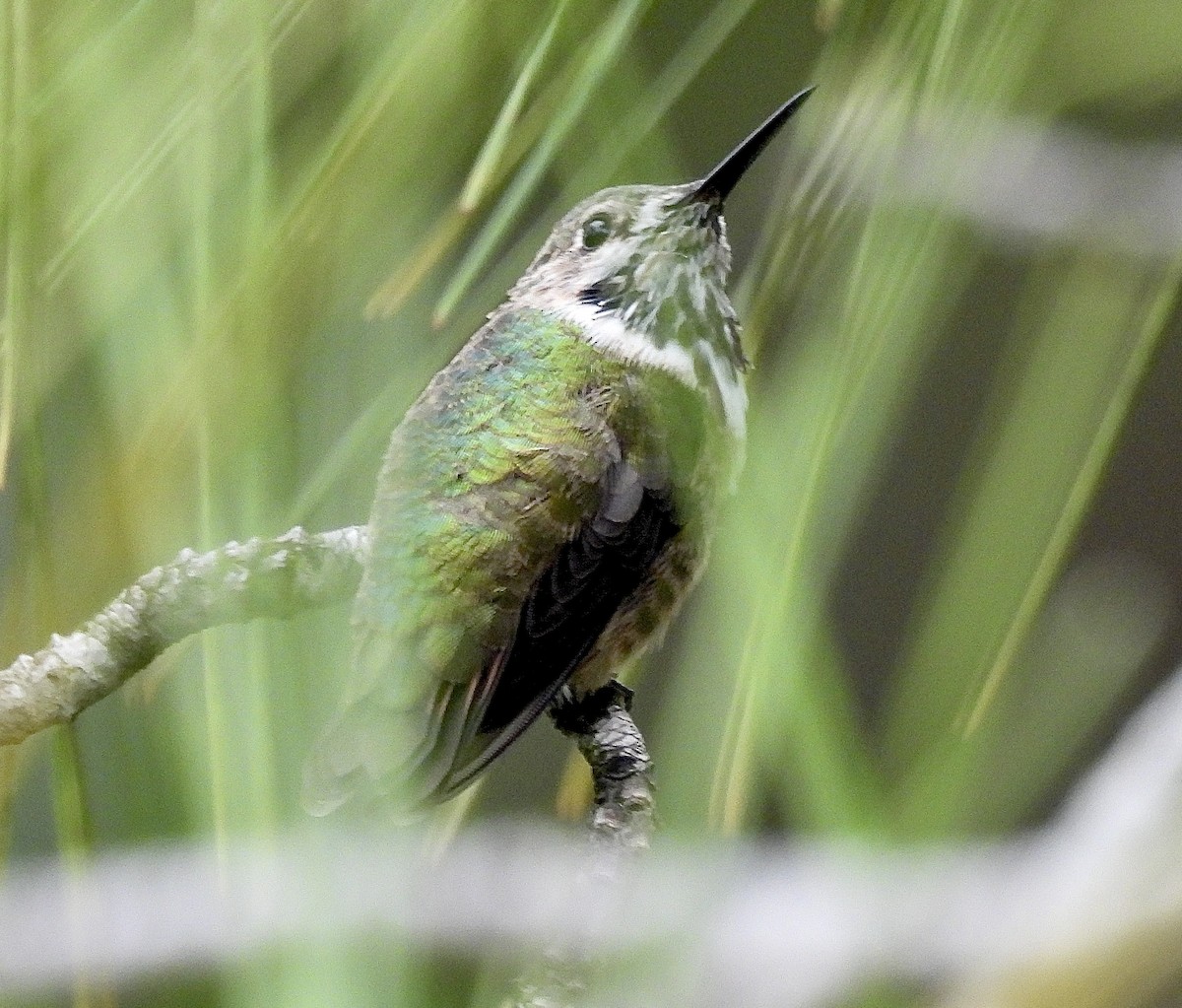 Calliope Hummingbird - ML634377071