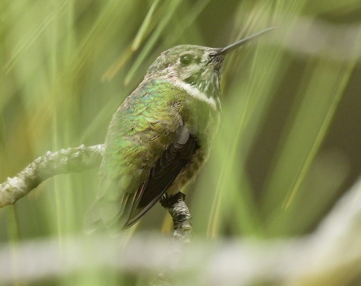 Calliope Hummingbird - ML634377072