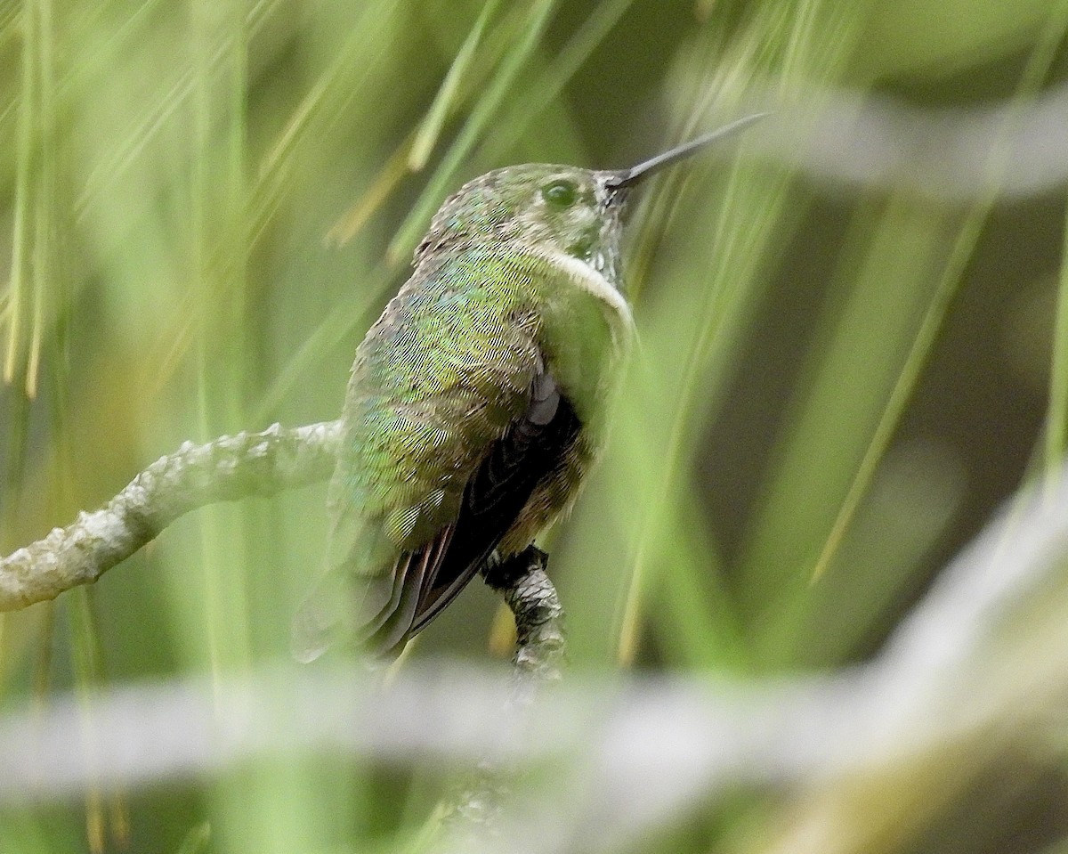 Calliope Hummingbird - ML634377073