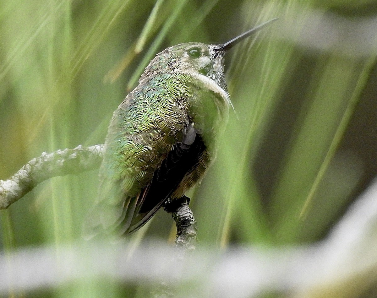Calliope Hummingbird - ML634377074