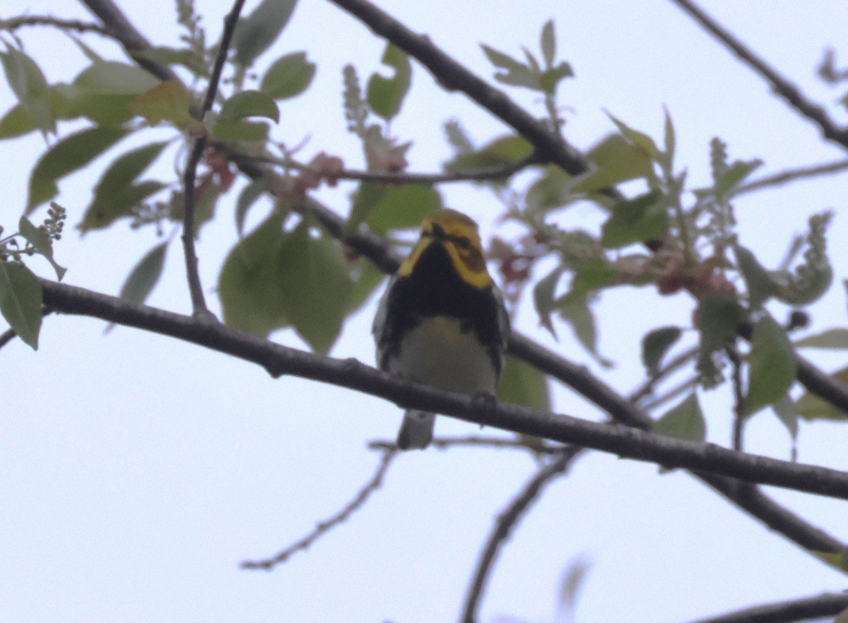 Black-throated Green Warbler - ML634377251