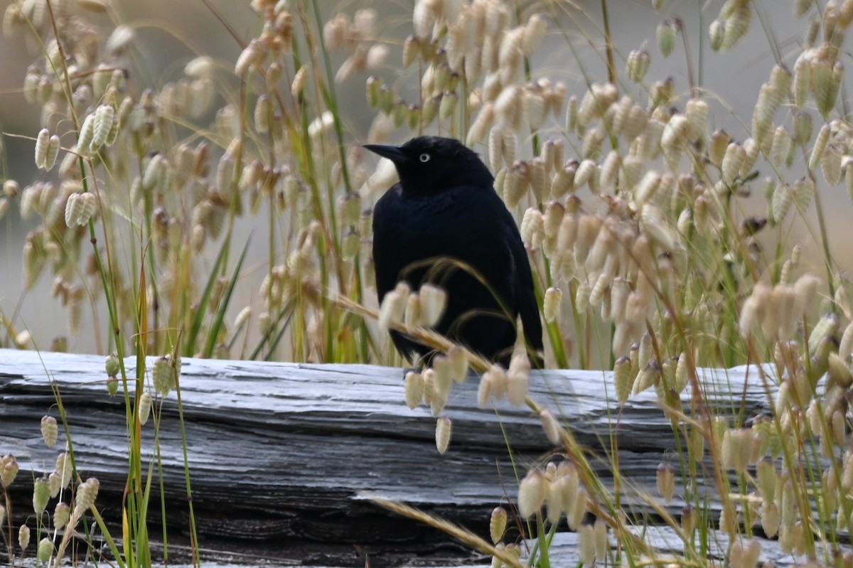 Brewer's Blackbird - ML634377315