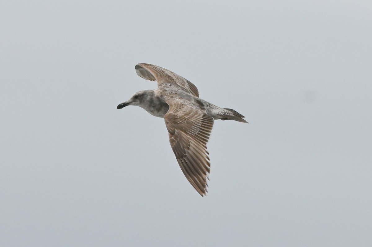 Western Gull - ML634377371